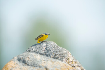 Pliszka żółta, mały ptak siedzi na kamieniu 