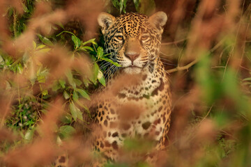 Jaguar © RoqueMatias