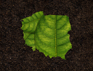 Map of Poland made of green leaves isolated on black background, ecology concept