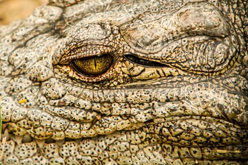 Closeup of a nile crocodile (Crocodylus niloticus) yellowish-green eye
