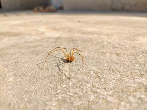Closeup of a harvestmen spider with long legs on the ground on a sunny day