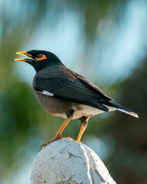 Common myna bird perched on the stone against blurred background