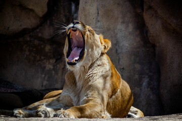 Closeup shot of a female lion roaring in the zoo