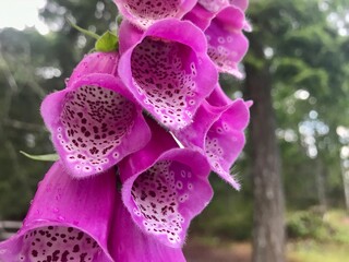 Closeup shot of a pink common foxglove on blurred background