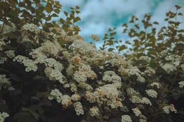 Low-angle shot of the bush of white Meadowsweets