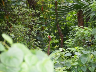 View of the forest with dense green plants