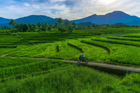 Indonesia's natural scenery with mountains and rice fields in the morning when farmers leave for work by motorbike
