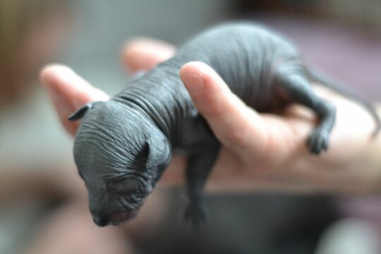 Close-up macro view of a newborn Mexican hairless dog in the hand of human