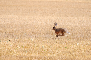 hare run field danger © leomalsam