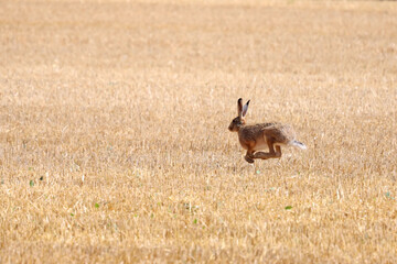 Obraz na płótnie Canvas hare run field danger