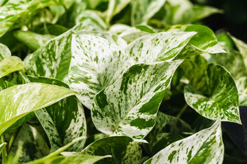 Marble Queen Pothos Epipremnum pinnatum white variegated leaves of indoor houseplant vine