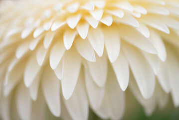 White Gerbera daisy macro photo, close up.