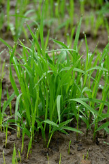 closeup the bunch green ripe paddy plant soil heap and growing in the farm soft focus natural green brown background.