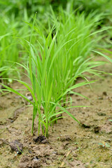 Obraz premium closeup the bunch green ripe paddy plant soil heap in row and growing in the farm soft focus natural green brown background.