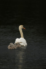 Mute Swan and cygnets, United Kingdom