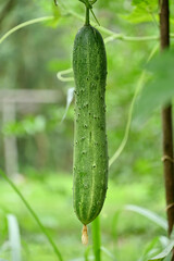 closeup the green ripe cucumber hanging on with leaves and vine in the farm soft focus natural green yellow background.
