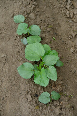 closeup the bunch green ladyfinger plants with leaves growing in the farm soft focus natural green brown background.