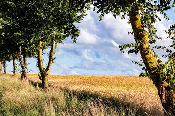 Bäume am Feld