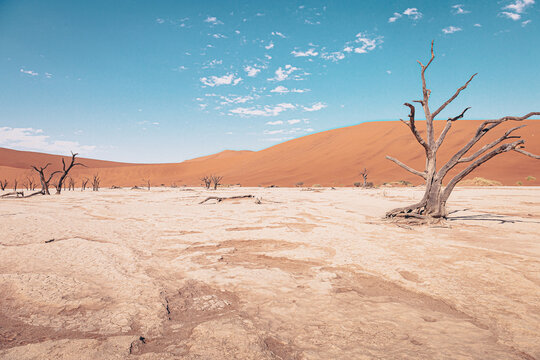 Desert - Deadvlei