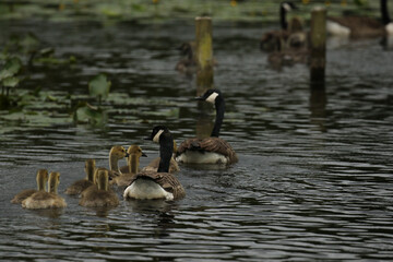 Canada Goose with goslings, United Kingdom