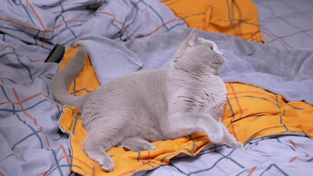 Gray British Domestic Cat Playing with a Rope on the Bed. Playful Scottish fluffy cat, with green eyes, grabs a string with its paws, bites a tape on a colored orange blanket. Games with pets at home.