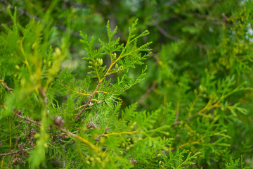 Floral garden in summer. Plants in park