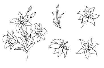 Set of lilies. Botanical vector illustration. Great for greeting cards, backgrounds, holiday decor. 