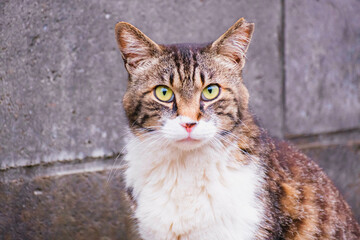 部下に仕事のいろはを教えている猫上司