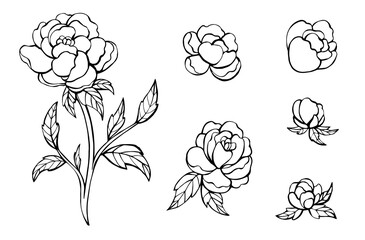 Set of peonies. Botanical vector illustration. Great for greeting cards, backgrounds, holiday decor. 