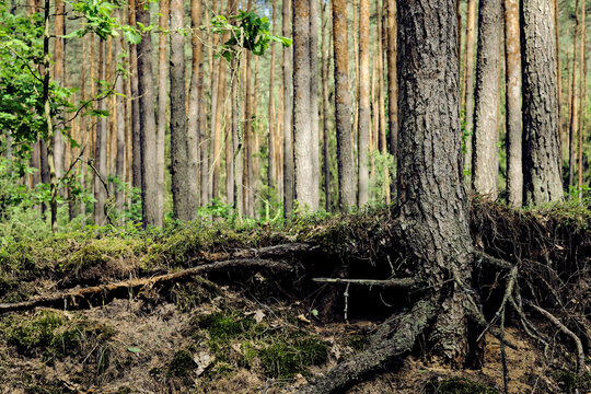 Pine tree with bare roots system in a pit. Ecology and environment concept. Poland, Europe.