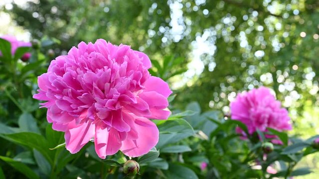 Paeonia lactiflora 'Edulis Superba' (Lemoin 1824). In the background, the sun shines through the leaves of the trees.