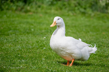 Naklejka na ściany i meble Large white heavy duck also known as America Pekin Duck, Long Island Duck, Pekin Duck, Aylesbury Duck, Anas platyrhynchos domesticus