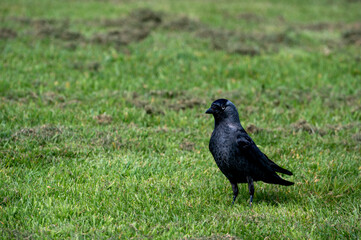 Jackdaw bird, corvus monedula, standing on grass field