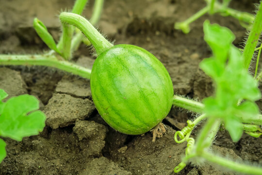 a young watermelon grows and ripens in a watermelon garden. watermelon cultivation concept