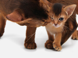 Abyssinian kitten, white wall background. Young beautiful purebred red short haired kitty. Small...