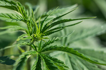 Feminised cannabis leaf marijuana autoflowers and regulars plant outdoor