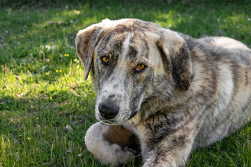Cachorro de mastín mira de frente tumbado sobre césped