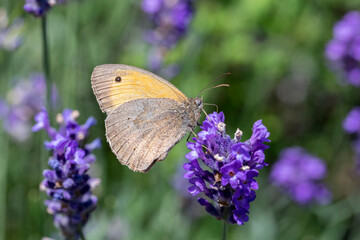 Brauner Waldvogel Schmetterling an Lavendel makro