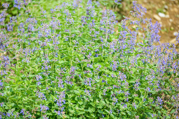 キャットミントの花 © kikisora