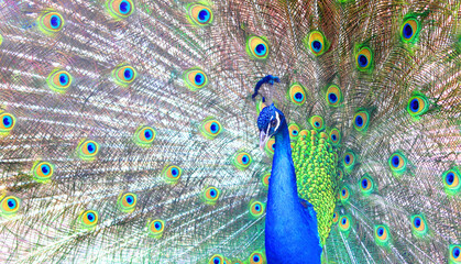 Obraz premium beautiful indian peacock with red feathers