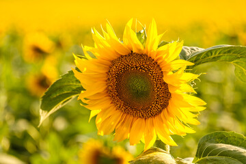 Bright sunflower with yellow petals and green leaves grows in rural field on blurred background. Agriculture in countryside close view