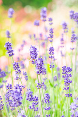 Naklejka premium イングリッシュラベンダー