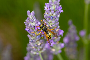 Feldwespe an Lavendel makro