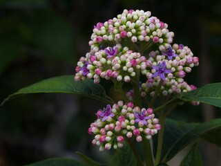 Fototapeta premium 紫陽花-ピンクxパープル-