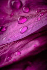 Water drops on purple petals