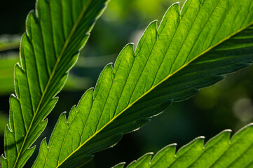 cannabis leaf background marijuana plant