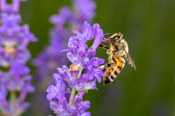 Biene an Lavendel