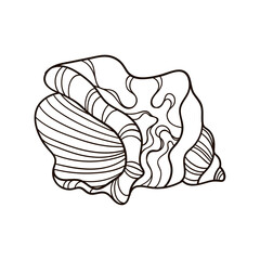 Shell with ornament. Linear black and white illustration.