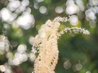 キラキラススキ？