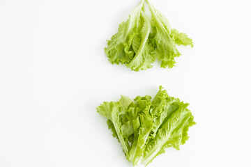 Lettuce farming, Downy mildew lettuce, problem and serious disease for lettuce